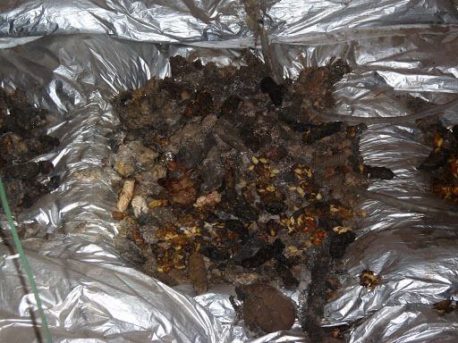 ハクビシンのフン対策】糞の特徴を知って安全に処理する方法を解説